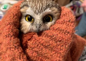 록펠러 트리서 아기올빼미 구조…”크리스마스 깜짝 선물”