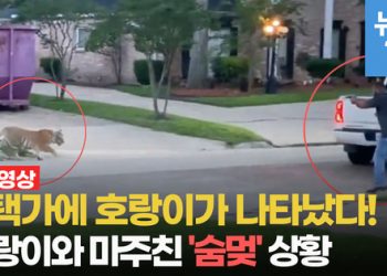 [영상] 美 주택가에 “범 내려왔다”…호랑이와 마주친 ‘숨멎’ 상황