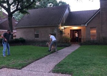 텍사스 주택가 떨게한 ‘반려 호랑이’ 찾았다