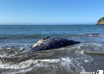 샌프란시스코만 일대에서 무더기 고래 사체 발견