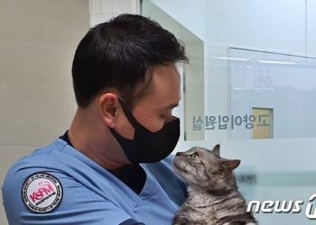 높은 건물에서 떨어진 고양이 어떻게 되냐고 수의사한테 물었더니