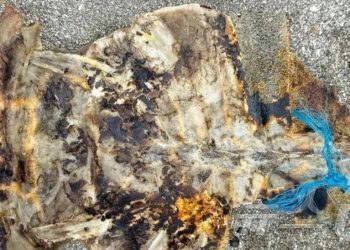 필리핀서 ‘멸종 위기’ 바다거북 요리 먹은 주민 3명 사망…32명 입원