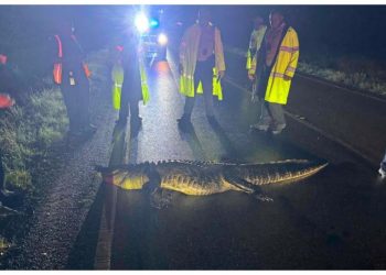 앨라배마 운전자, 운행중 8피트 악어와 충돌