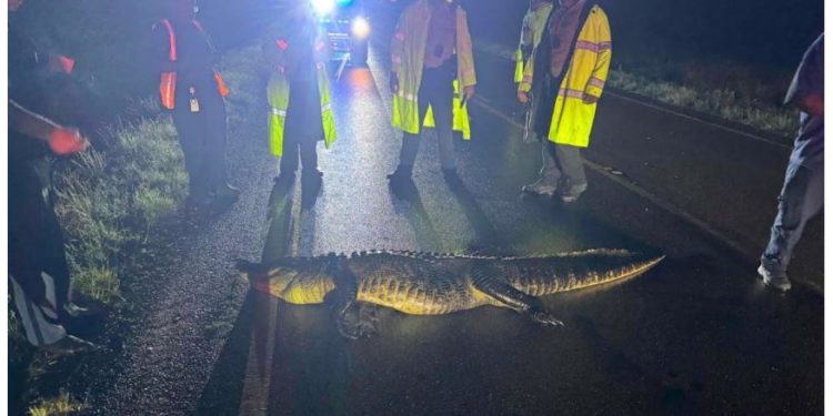 앨라배마 운전자, 운행중 8피트 악어와 충돌
