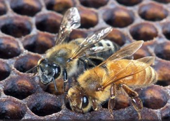 앨라배마주서 ‘살인벌’ 첫 발견 비상