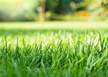 어번 대학이 제공하는 앨라배마 잔디 관리 요령은…