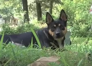 반려견이 찾은 유골…앨라배마서 잇따라 발견