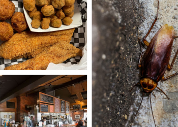 쥐 배설물·3개월 지난 음식까지…앨라배마 1월 ‘최악’ 식당들 공개