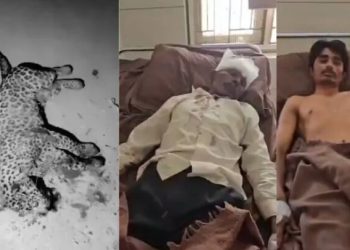 “아들 살리려면 물러설 수 없었다”…맨몸으로 표범과 싸운 60세 인도 남성