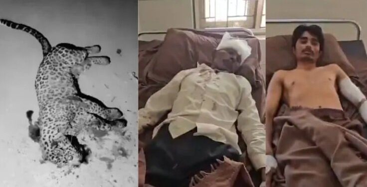 “아들 살리려면 물러설 수 없었다”…맨몸으로 표범과 싸운 60세 인도 남성