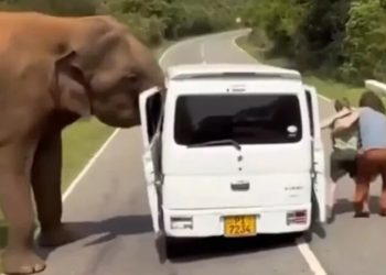 과일 더 달라더니…사파리 관광 중 차량 문짝 뜯어낸 코끼리, 관광객 혼비백산