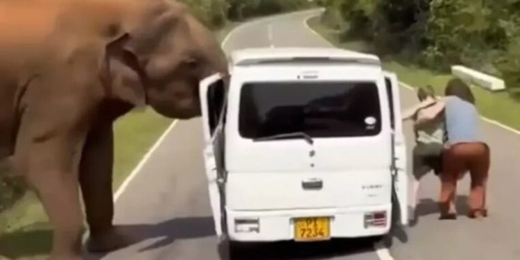 과일 더 달라더니…사파리 관광 중 차량 문짝 뜯어낸 코끼리, 관광객 혼비백산