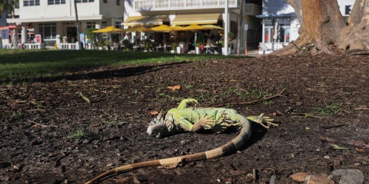 ‘100년 만의 한파’ 美플로리다…기절한 이구아나 나무서 ‘우수수’ 추락