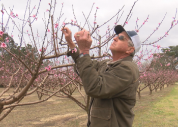 “복숭아 농사 비상”…영하 한파에 앨라배마 농가 긴급 대응