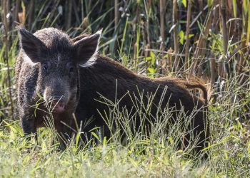 앨라배마 멧돼지들 싫다, 싫어