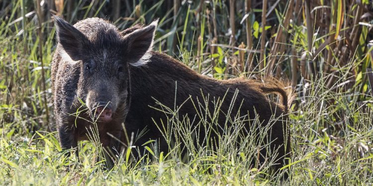 앨라배마 멧돼지들 싫다, 싫어