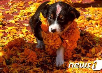 “다우는 더 이상 개가 아니다”…백신 호재에 화려한 부활