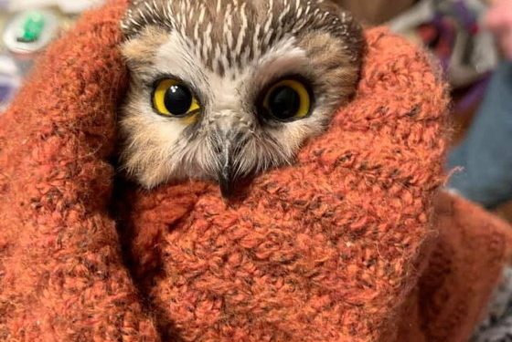 록펠러 트리서 아기올빼미 구조…”크리스마스 깜짝 선물”