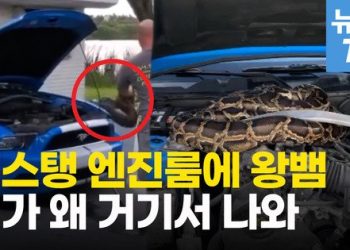 “니가 왜 거기서 나와”…머스탱 엔진룸에 3m 왕뱀