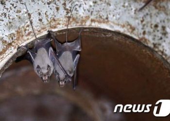 WHO 조사관 “코로나 발원지는 中윈난성 박쥐동굴”