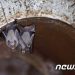 WHO 조사관 “코로나 발원지는 中윈난성 박쥐동굴”