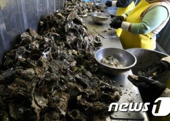 제철 맞은 굴, 노로바이러스 주의해서 드세요