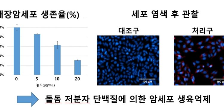 돌돔에서 대장암 최대 80% 억제물질 ‘저분자단백질’ 개발…특허출원