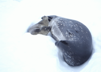 아기 물범이 꼬물꼬물…극지연구소, ‘남극 물범의 육아일기’ 공개