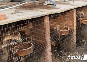 “창으로 찌르고 산 채로 가죽 벗겨”…중국 모피 농장 충격