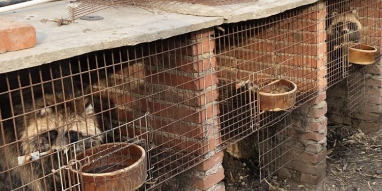 “창으로 찌르고 산 채로 가죽 벗겨”…중국 모피 농장 충격