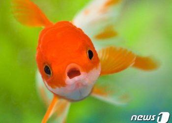 기억력 탓할 때 “너 금붕어냐?”…실상은 금붕어 3개월 기억한다