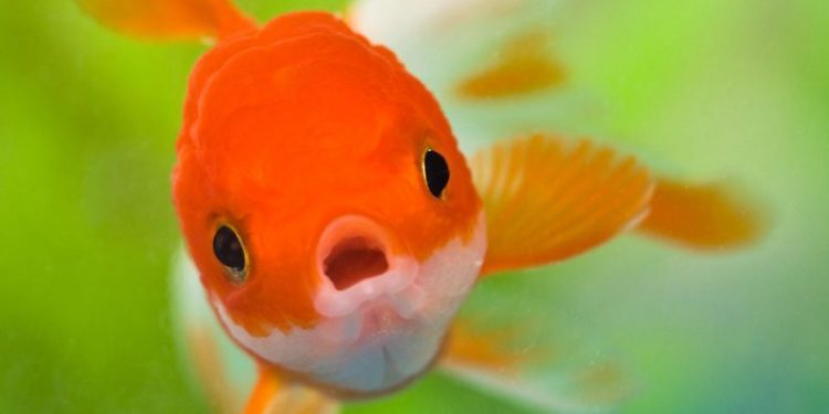 기억력 탓할 때 “너 금붕어냐?”…실상은 금붕어 3개월 기억한다