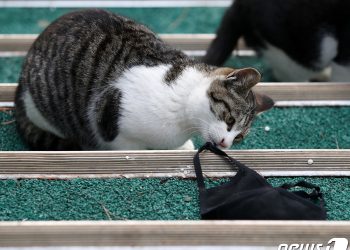 동물용 코로나 백신 나온다