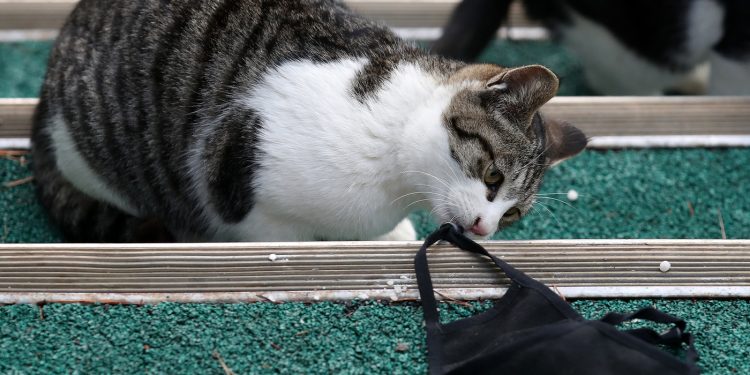 동물용 코로나 백신 나온다