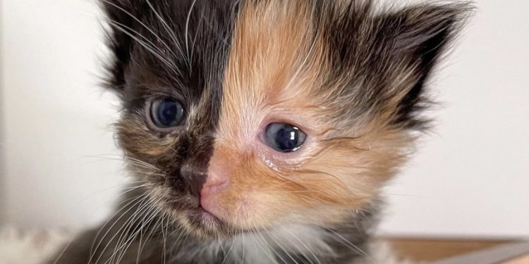 두 얼굴의 테네시주 고양이 온라인 화제