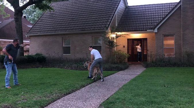 텍사스 주택가 떨게한 ‘반려 호랑이’ 찾았다