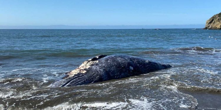 샌프란시스코만 일대에서 무더기 고래 사체 발견