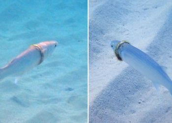 호주 노퍽섬서 금반지 낀 숭어 발견 ‘화제’