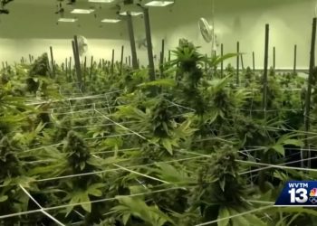 앨라배마, 의료용 마리화나 합법화