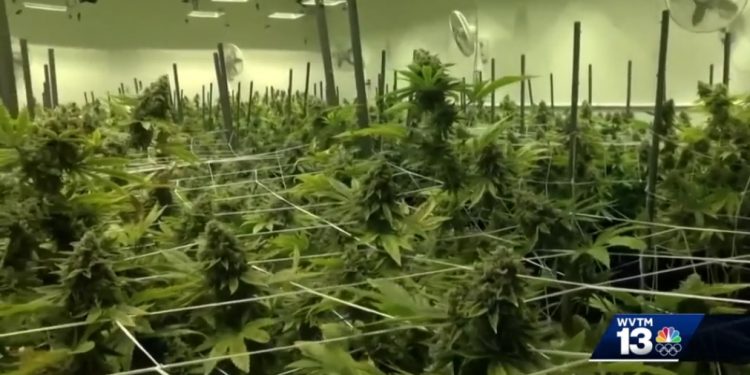 앨라배마, 의료용 마리화나 합법화