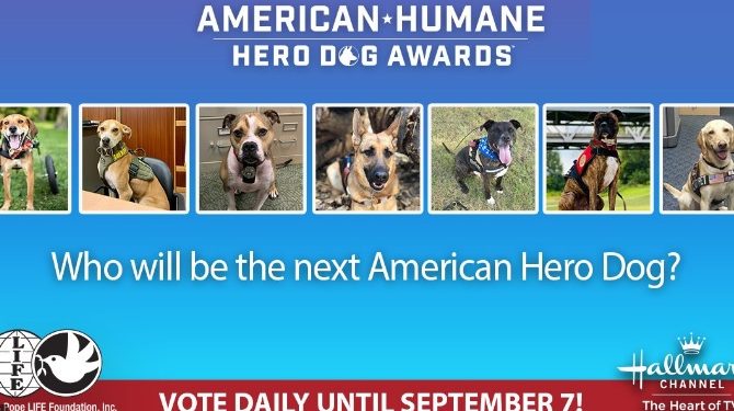 미군, 카불 공항에 51마리 개 버리고 갔다 논란…국방부는 부인