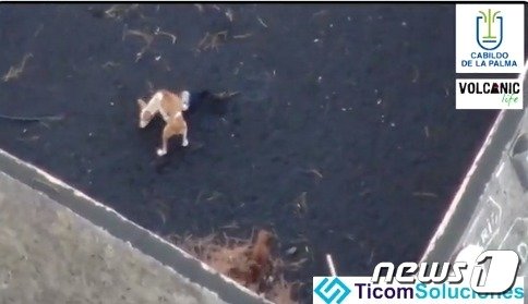 스페인, 화산 폭발로 ‘아사 위기’ 개들 구출 위해 드론 띄운다