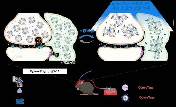 IBS,빛으로 뇌 기능·행동·감정 자유롭게 조절 기술 개발