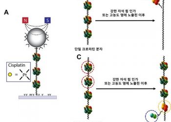 항암제 시스플라틴, DNA 고정해 항암효과 낸다