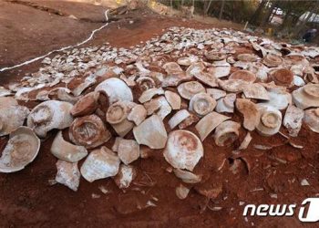 김해 상동면 묵방리서 18세기 백자가마터 발굴