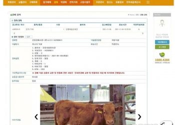 송아지 거래도 이제 비대면으로…온라인 경매로 15마리 매매