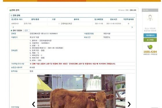 송아지 거래도 이제 비대면으로…온라인 경매로 15마리 매매