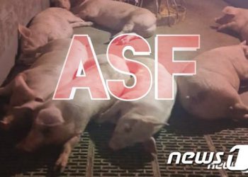 충북 제천·단양 ASF 4건 추가…첫 발생 이후 6건째