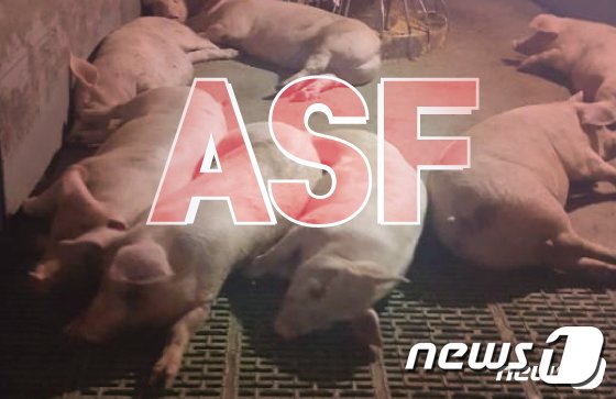 충북 제천·단양 ASF 4건 추가…첫 발생 이후 6건째