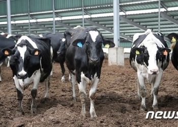 농촌진흥청, 젖소 질병 ‘케토시스’ 새 치료법 개발